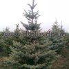 picea (11)
